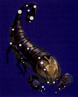 The scorpion